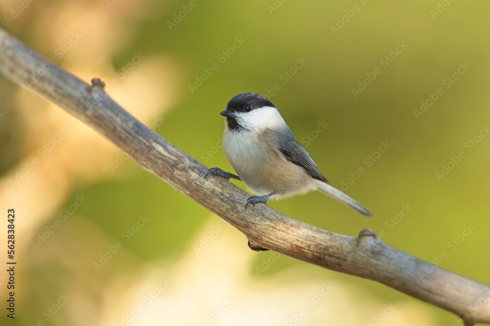 Marsh Tit, Poecile palustris, sýkora babka on a branch, closeup in winter colors
Marsh Tit, Poecile palustris, sýkora babka on a branch, closeup in winter colors