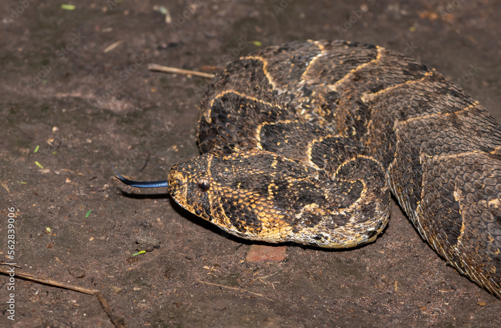 Fototapeta premium Puff adder (Bitis arietans)