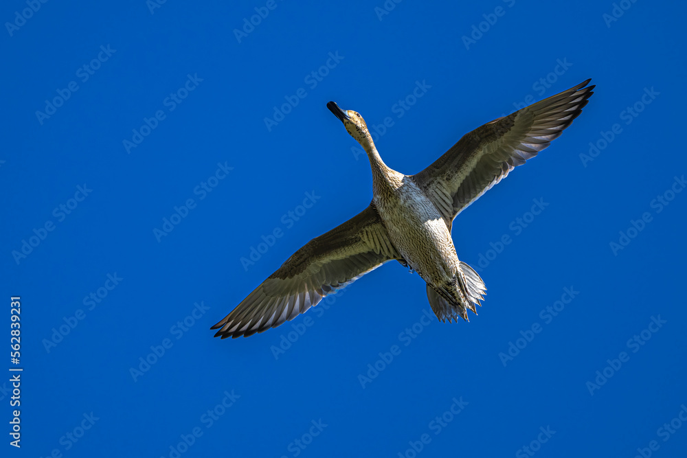 Fototapeta premium Female Duck in Flight in Idaho