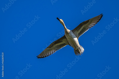 Female Duck in Flight in Idaho