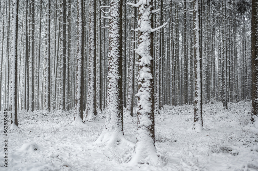 Tief verschneiter Winterwald
