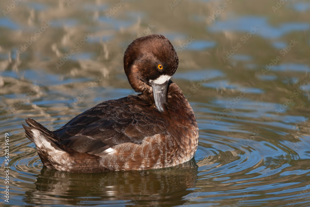 Lesser Scaup Hen