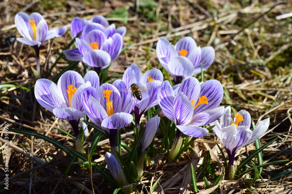 Purple and white striped pickwick crocus flower and bee flight. Spring floral background.
Purple and white striped pickwick crocus flower and bee flight. Spring floral background.