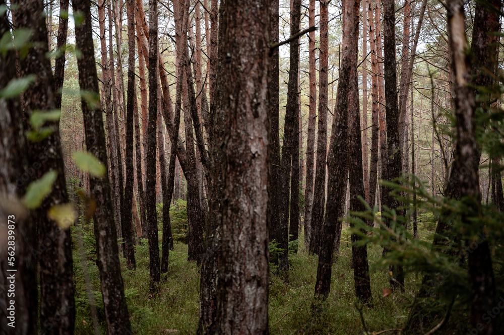 Moorwald Moorwald