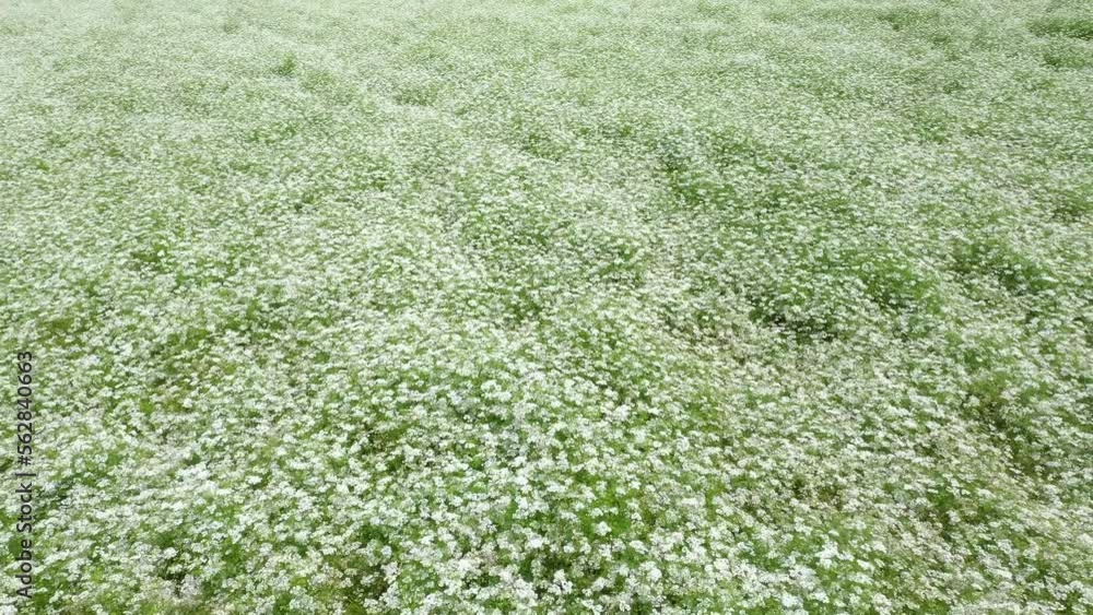 Meadow with small white flowers seen from above. Soft carpet of grass