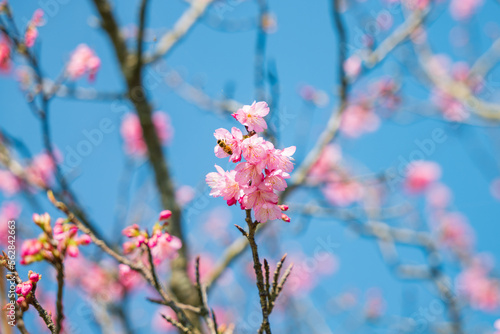 沖縄で日本一早く開花し始めたピンク色の寒緋桜の花