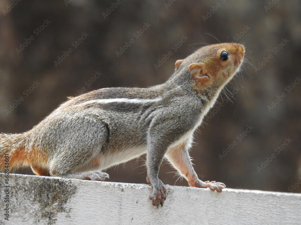 Chipmunk Chipmunk
