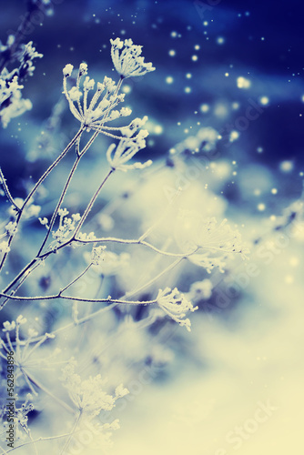 winter nature background with frozy flowers with snow photo