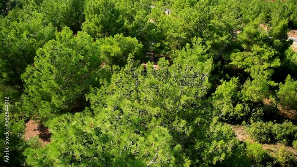 Aerial view of mountainside pine tree forest Aerial view of mountainside pine tree forest