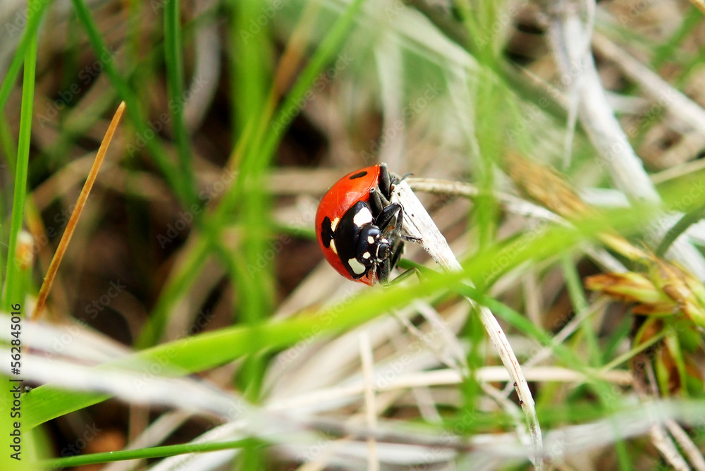 Seven-spotted ladybug - Coccinella septempunctata Seven-spotted ladybug - Coccinella septempunctata