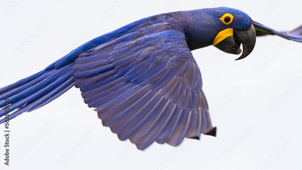 Fototapeta premium blue winged macaw
