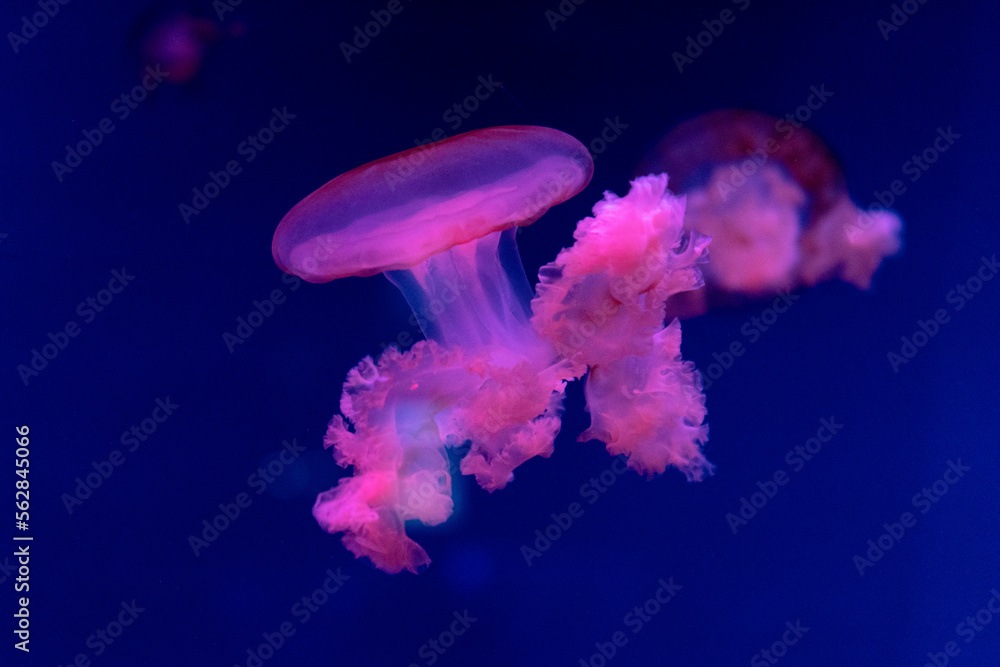 Obraz premium Sea and ocean jellyfish swim in the water close-up. Illumination and bioluminescence in different colors in the dark. Exotic and rare jellyfish in the aquarium.
