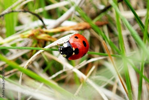 Seven-spotted ladybug - Coccinella septempunctata photo