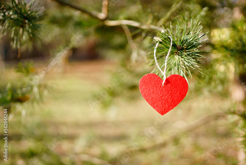 Red heart hanging on a pine tree branch. Valentine day concept