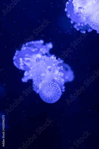 Sea and ocean jellyfish swim in the water close-up. Illumination and bioluminescence in different colors in the dark. Exotic and rare jellyfish in the aquarium.