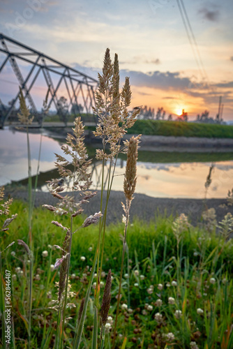sunset wheat flower by the river. holcus mollis. plant of the family Poaceae. sunset landscape with wheat flower by the river and a steel bridge crossing it. photo