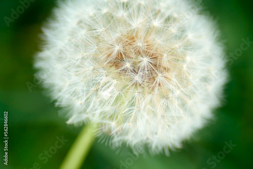 Macro dandelion flower on green background 