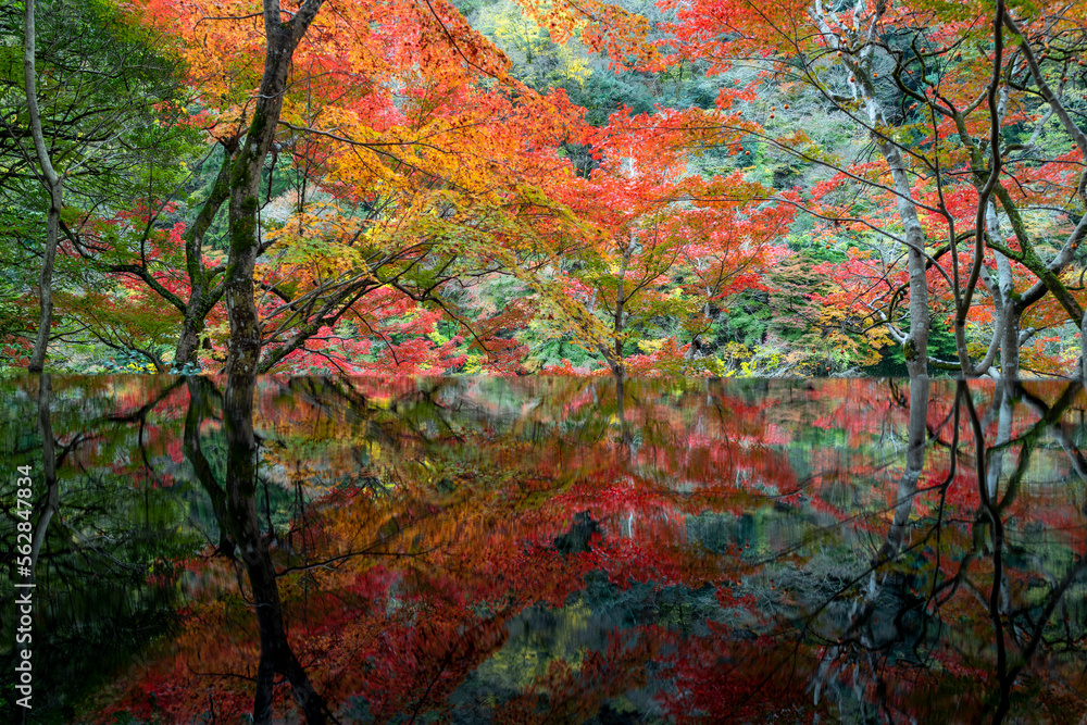Japanese koyo in full bloom in Kyoto