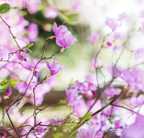 beautiful spring or summer background with blossom flowers