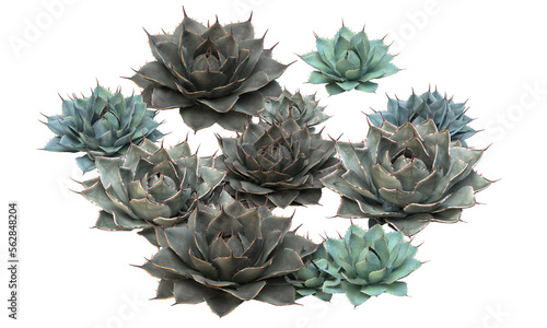 variety of Agave parryi, Parry's agave, mescal agave photo