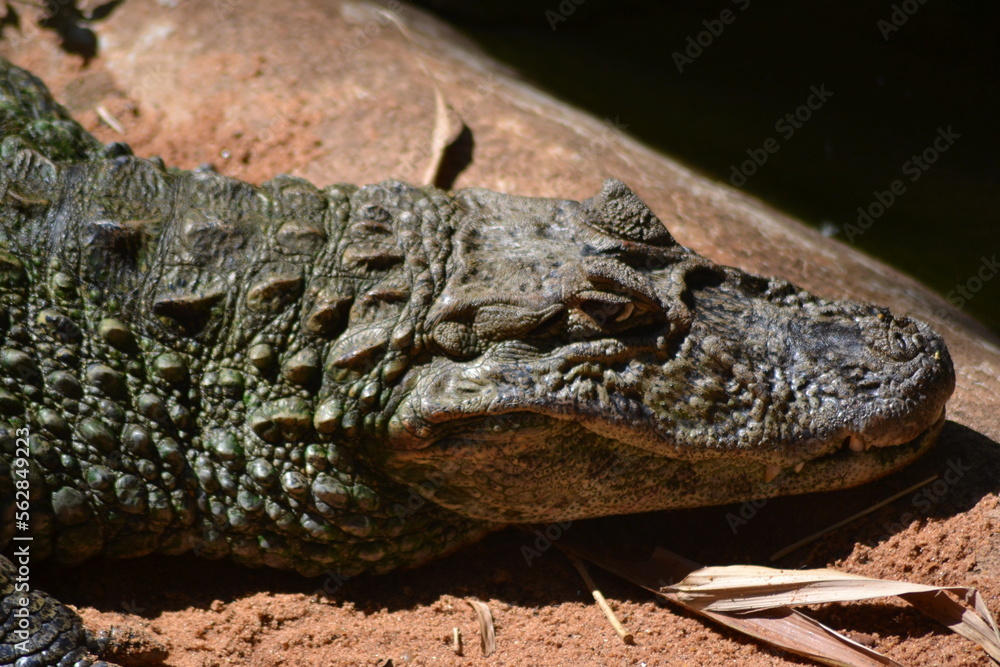 Obraz premium alligator