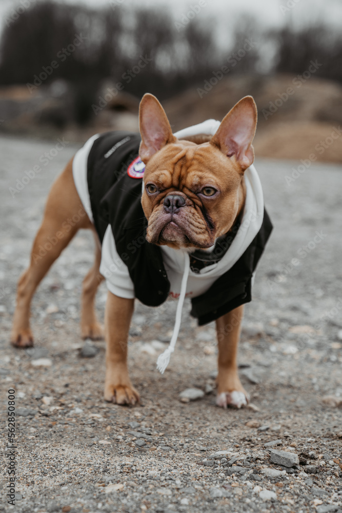 Fototapeta premium French Bulldoggs, Frenchie, Frenchi, Best Buddy, Beste Freunde, Hund, Welpe, Französische Bulldogge