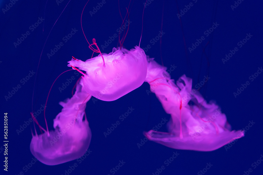 Sea and ocean jellyfish swim in the water close-up. Illumination and bioluminescence in different colors in the dark. Exotic and rare jellyfish in the aquarium. Sea and ocean jellyfish swim in the water close-up. Illumination and bioluminescence in different colors in the dark. Exotic and rare jellyfish in the aquarium.