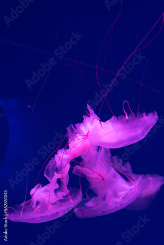 Sea and ocean jellyfish swim in the water close-up. Illumination and bioluminescence in different colors in the dark. Exotic and rare jellyfish in the aquarium.