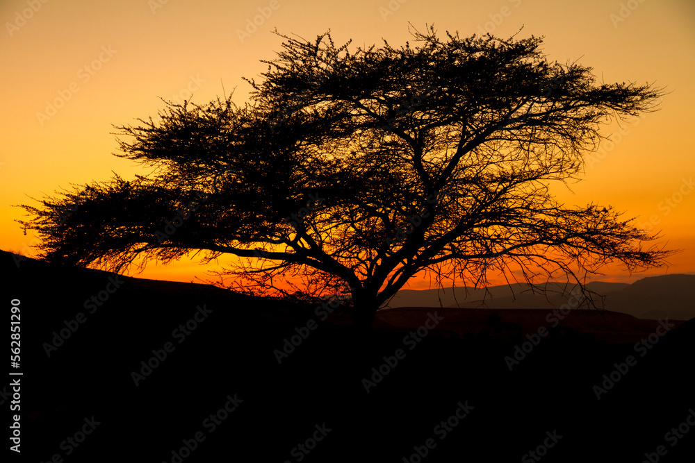 Naklejka premium Beautiful landscape with trees silhouette at sunset
