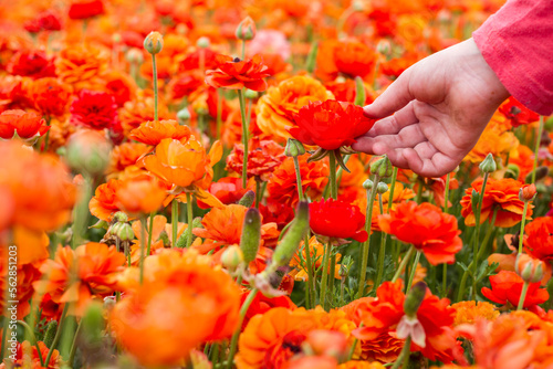 Young girl Hand holding and touching an orange buttercup flower in the middle of a field, Israel