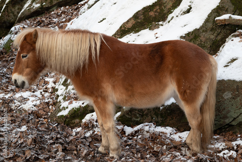 Group of horses in snow