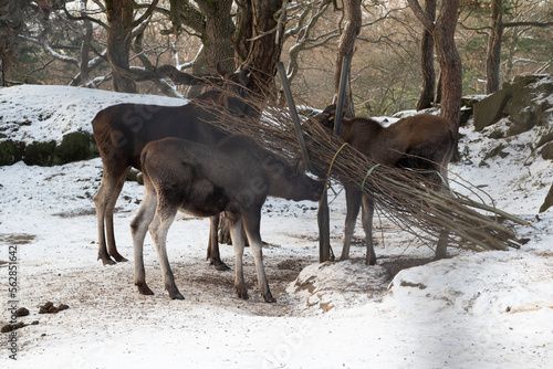 Group of moose in a zoo in winter time in Sweden