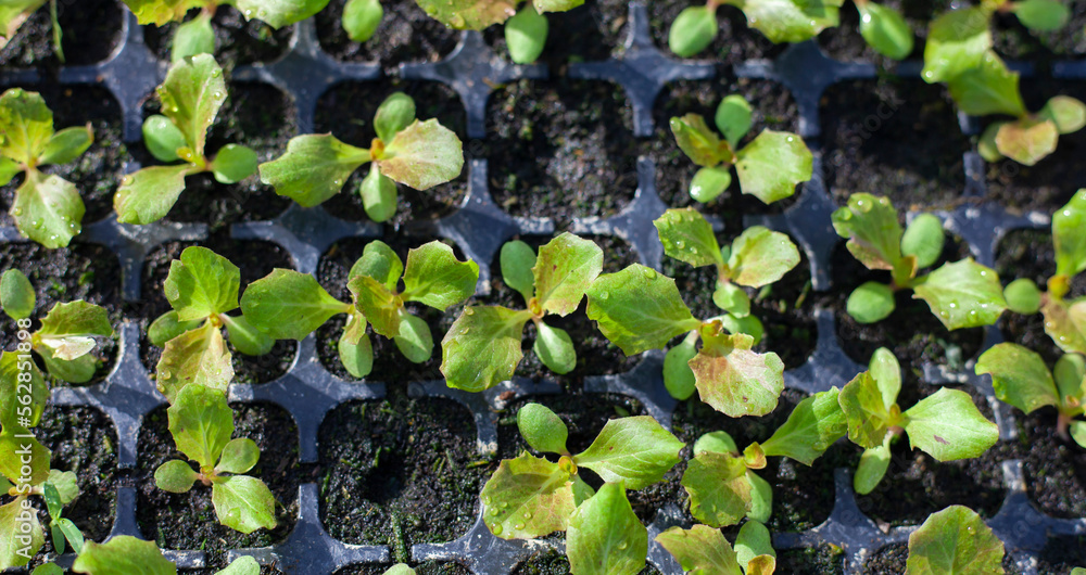 Plant seedlings in trays. Young plants. Growth using a period of 10 - 15 days. Young shoots. Background images of the agricultural industry. Plants are growing from seed in seedling trays in the green Plant seedlings in trays. Young plants. Growth using a period of 10 - 15 days. Young shoots. Background images of the agricultural industry. Plants are growing from seed in seedling trays in the green