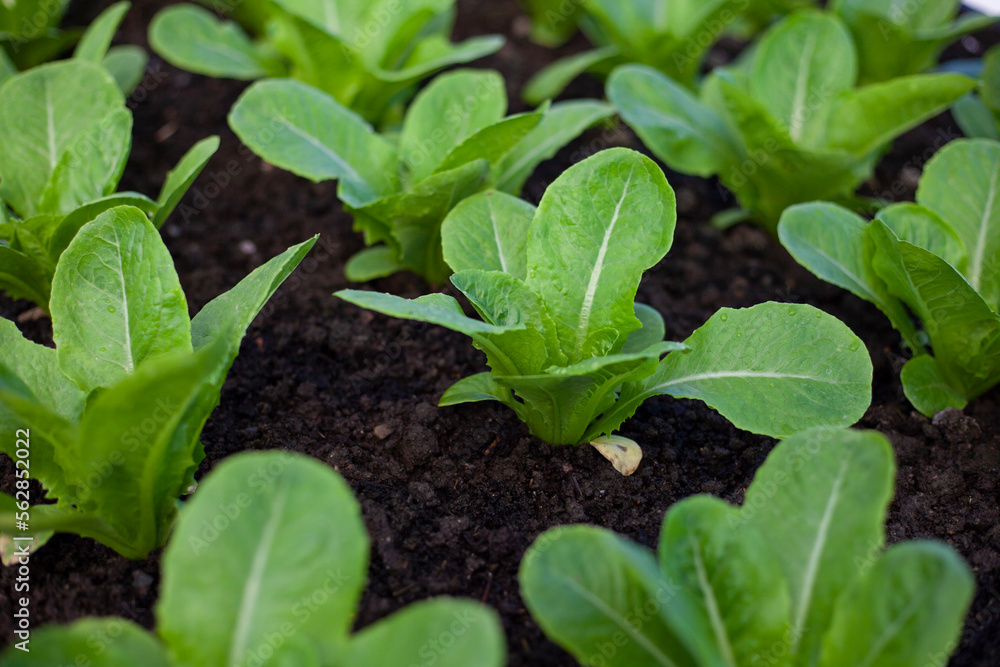 bok-choy vegetable grow using hydroponic method in the garden. baby pak choi in park. Bok choy - also known as pak choi, Chinese cabbage - growing in Brassica patch of parkland bed in soil bok-choy vegetable grow using hydroponic method in the garden. baby pak choi in park. Bok choy - also known as pak choi, Chinese cabbage - growing in Brassica patch of parkland bed in soil