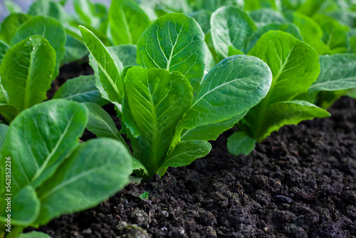 Fotografie bok-choy vegetable grow using hydroponic method in the garden