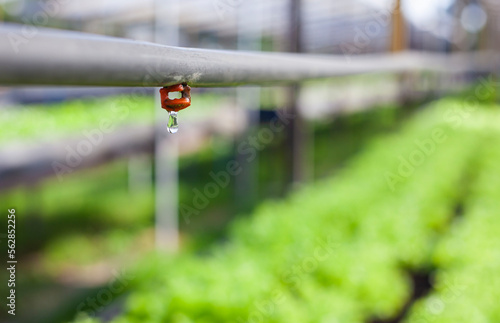 Drip irrigation system for growing hydroponic vegetables in the garden. Agriculture concept. photo