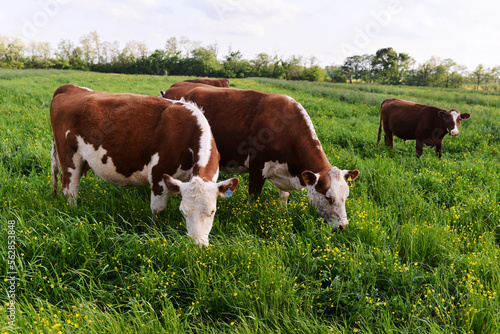 Hereford Cattle Grazing in a Lush Green Pasture