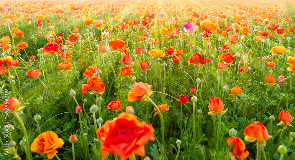 blossoming orange and red buttercup flowers in a field, with beautiful rays of light. selective focus