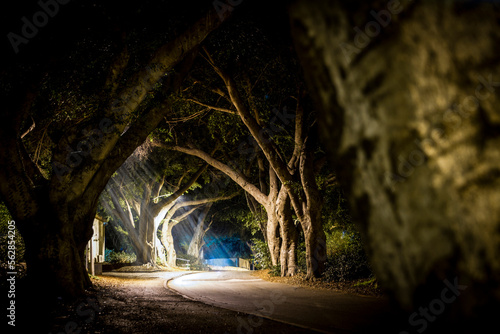 long path road lined with green trees at night