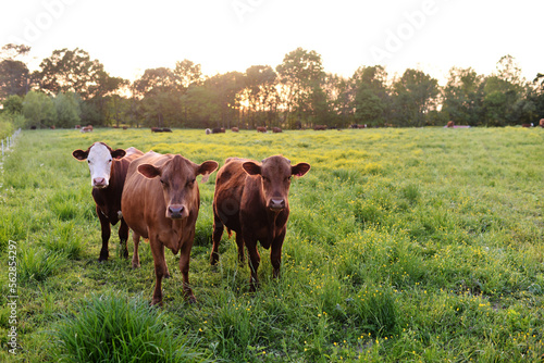 Brown Cows in a Green Pasture in Golden Evening Light