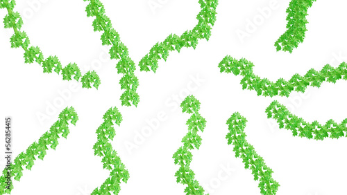 Green flowers on a white background. Ideal for postcards, for the background of videos, for the background of any project related to the theme - flowers