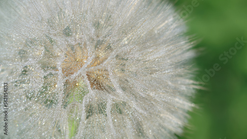 Beautiful Dandelion close-up with dew or water drops. Natural background. Fluffy dandelion with dew drops. Natural blurred spring background. Spring. Abstract dandelion flower background. After rain