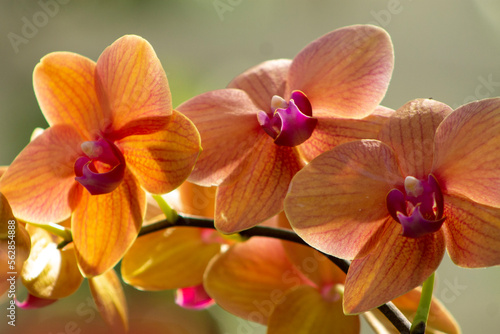 Peach orchid flower at the Queens Botanical Garden in New York City