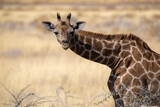Baby giraffe in Etosha National Park in Namibia, Africa