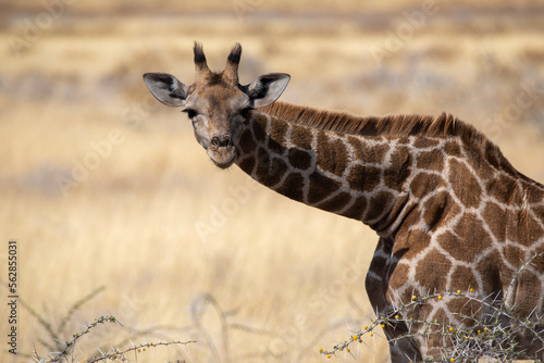 Baby giraffe in Etosha National Park in Namibia  Africa on safari