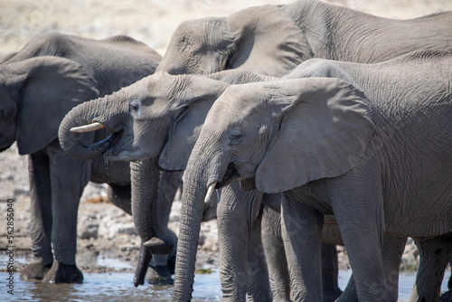 Photography A herd of elephants at the watering hole in Etosha National Park in Namibia, Afr