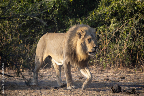 A lion in Chobe National Park in Botswana, Africa