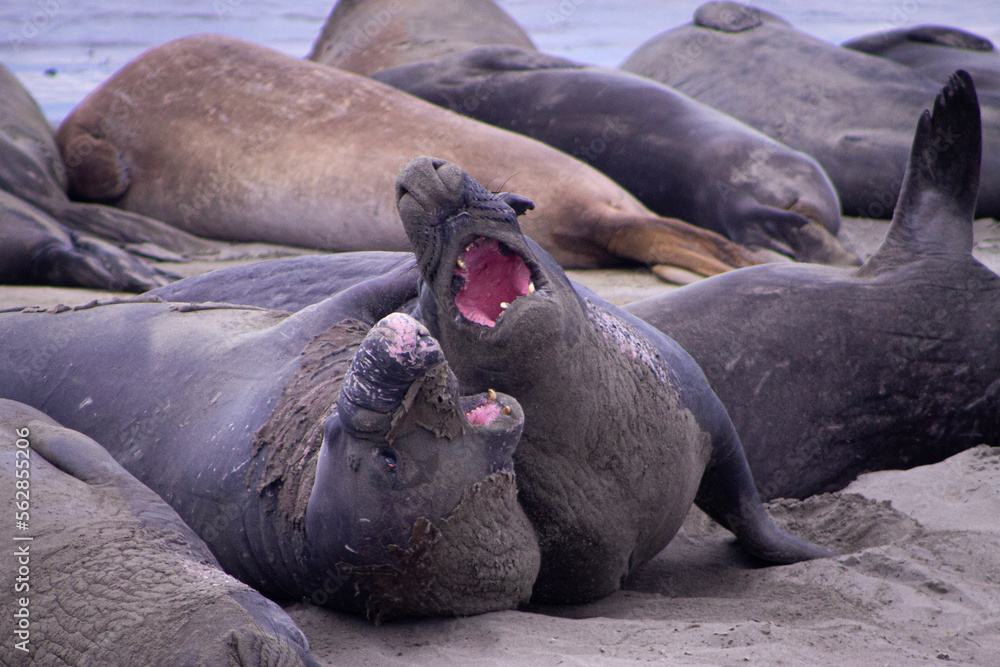 Elephant seals fighting in San Simeon, California in the United States Elephant seals fighting in San Simeon, California in the United States