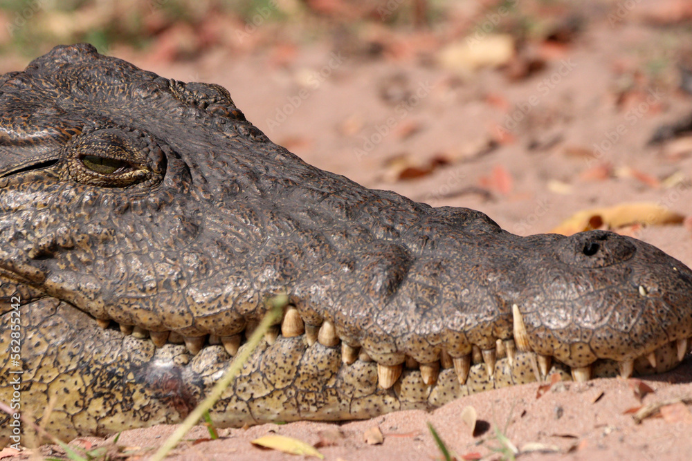 Obraz premium A close-up of a crocodile in Chobe National Park in Botswana, Africa on safari