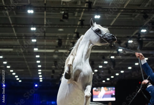 portrait of beautiful grey purebred arabian horse rearing at competition at  cover manege